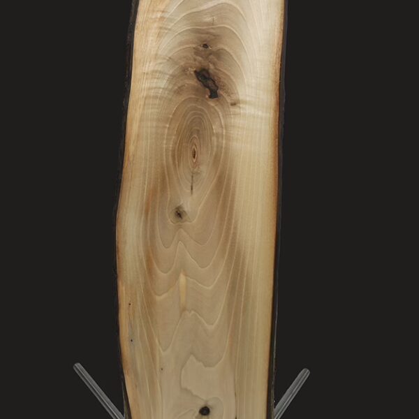 STELE